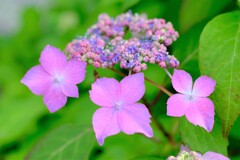 散歩の途中で。⑤