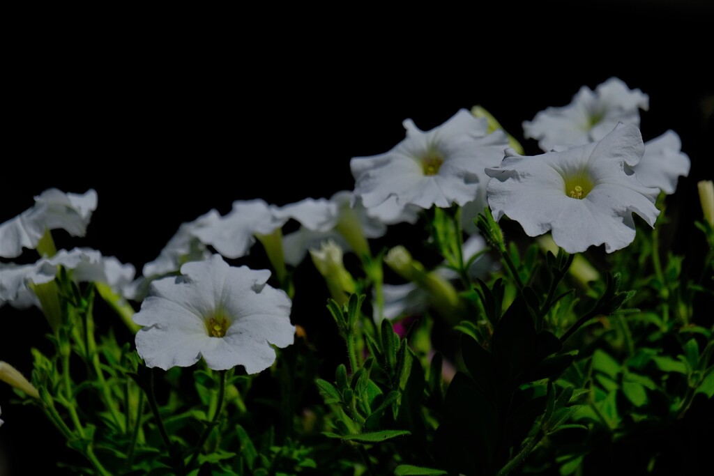 散歩の途中で。９