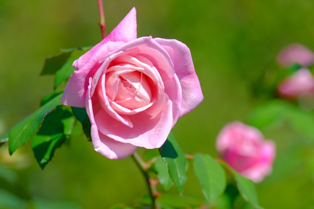 散歩の途中で。④