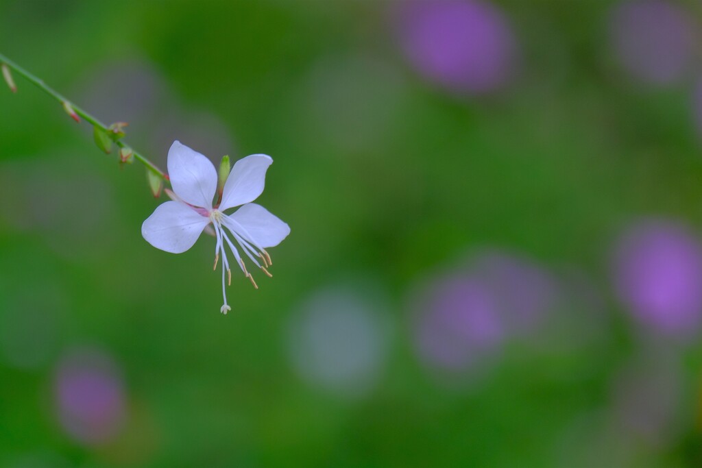 散歩の途中で。⑤