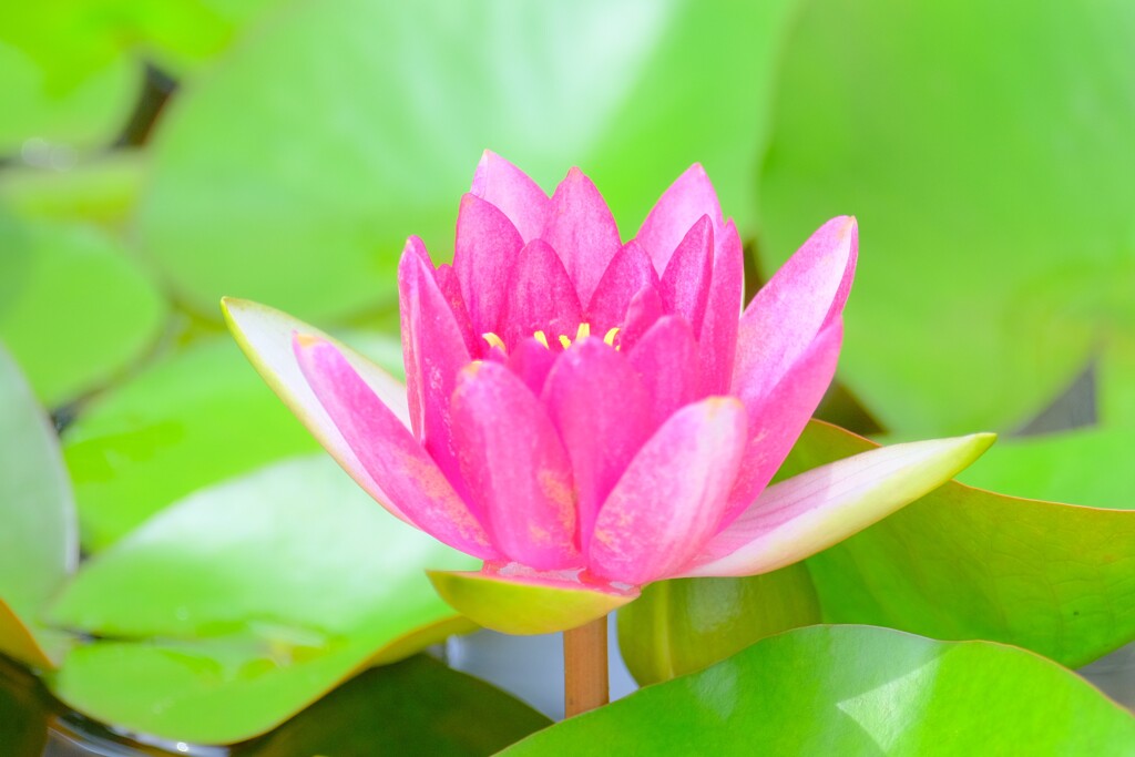 散歩の途中で。