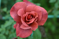 薔薇