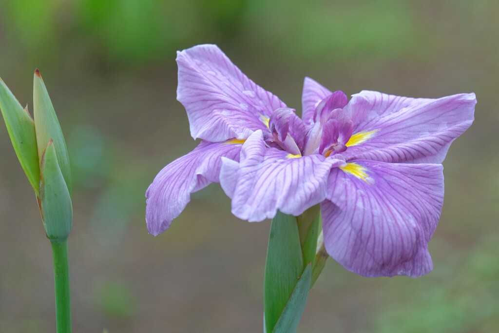 散歩の途中で。