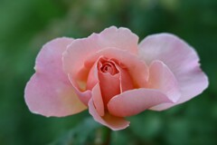薔薇-4