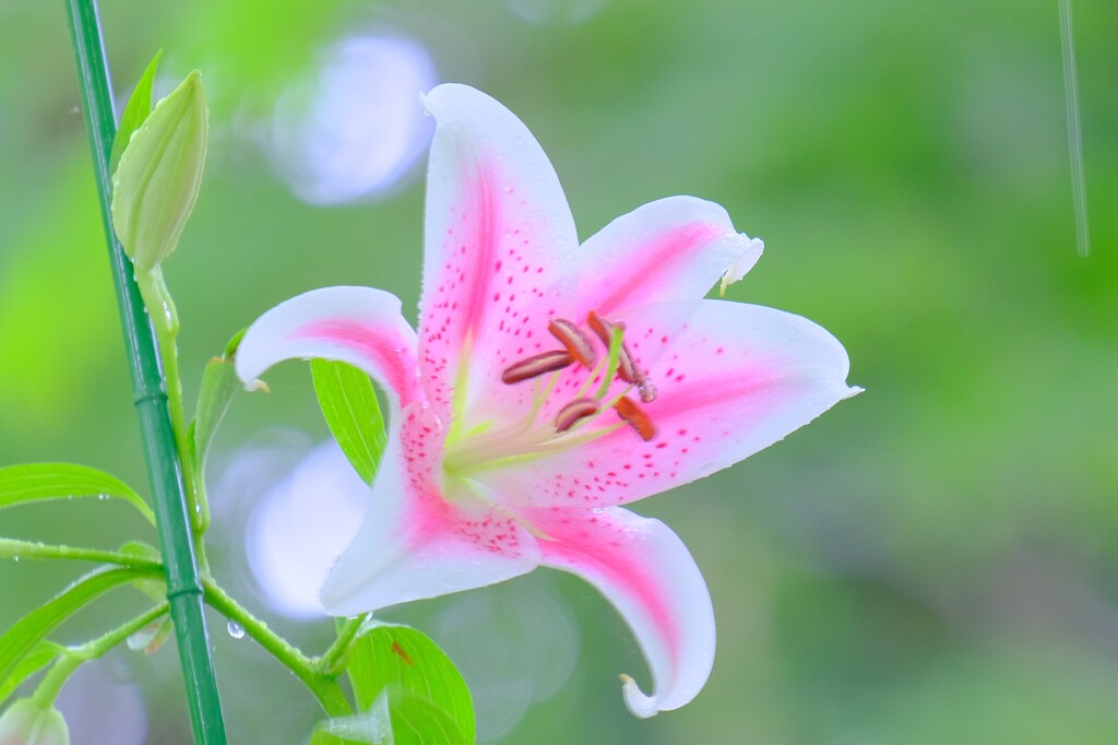 散歩の途中で。