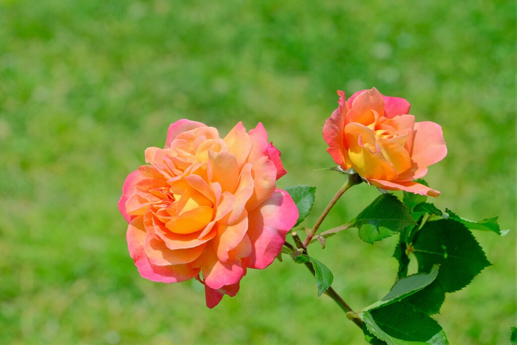 薔薇