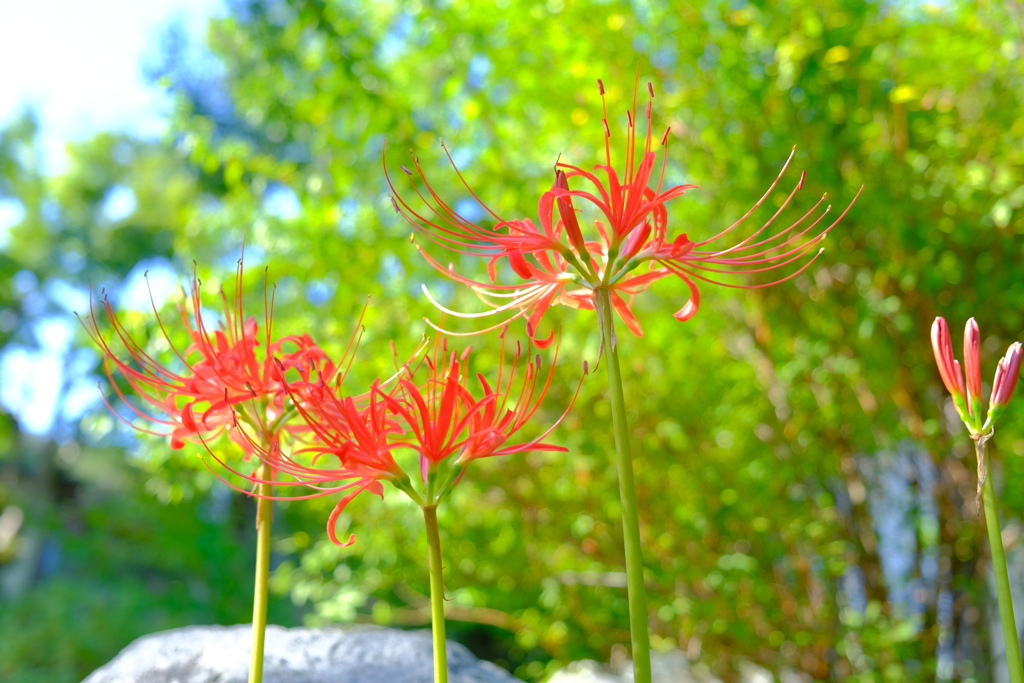 散歩の途中で。4