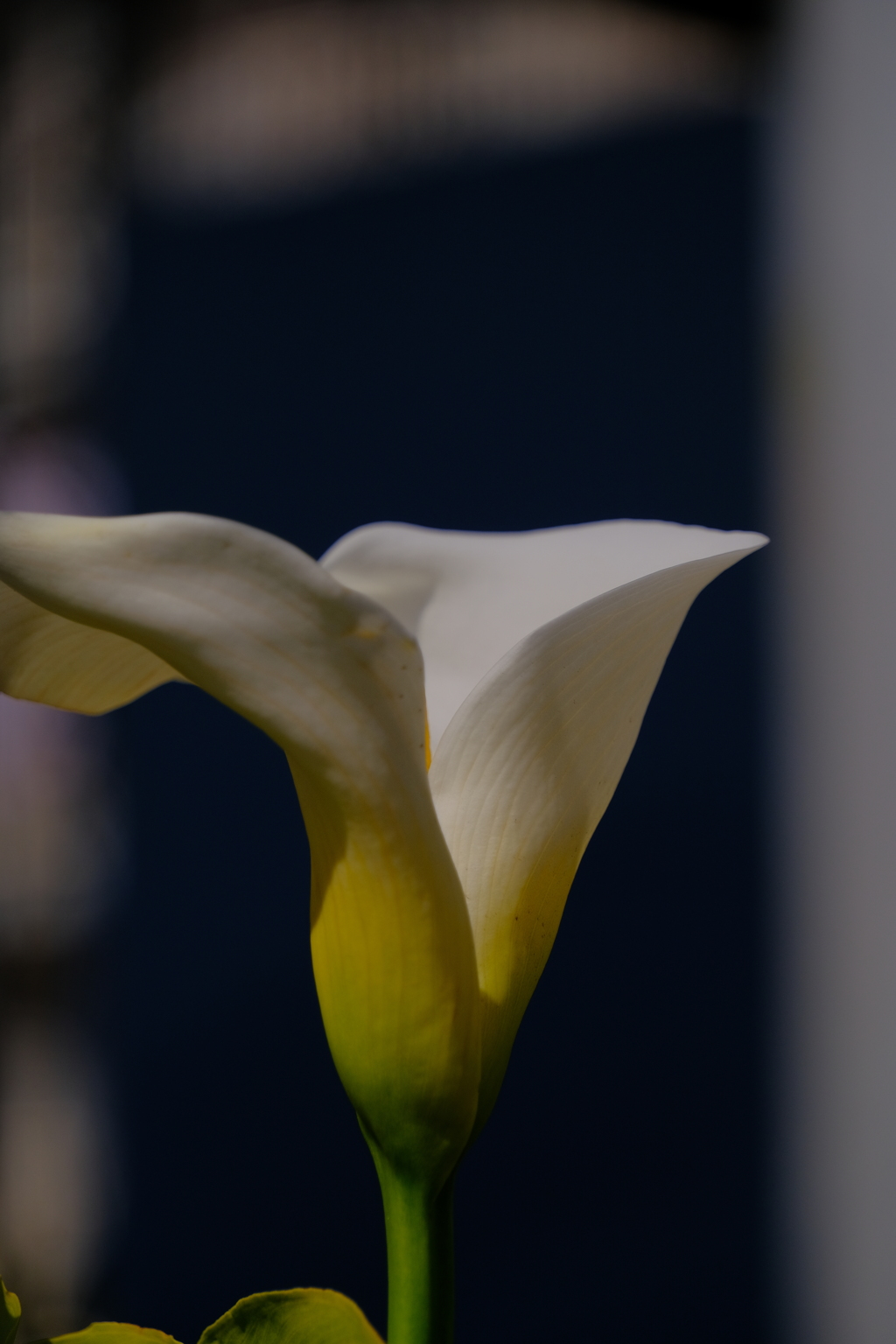 散歩の途中で。３