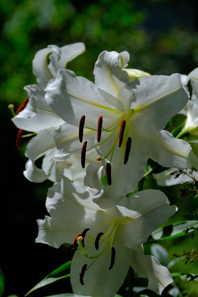 散歩の途中で。10