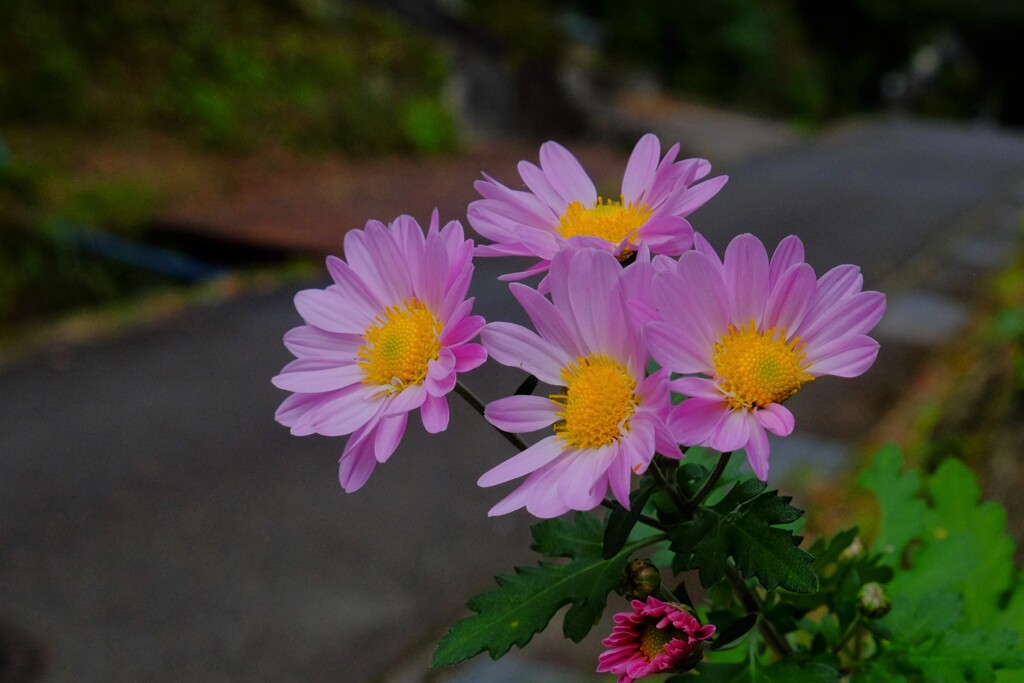散歩の途中で。Ⅴ