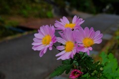 散歩の途中で。Ⅴ