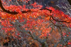 散歩の途中で。4