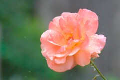 散歩の途中で。