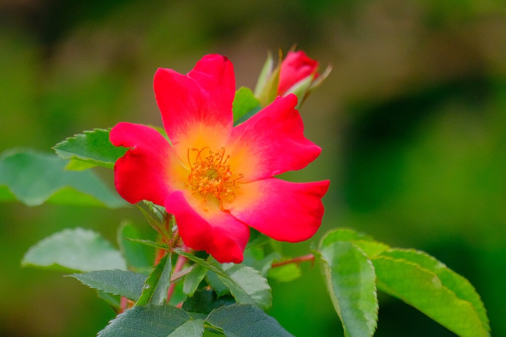 (8)散歩の途中で。9