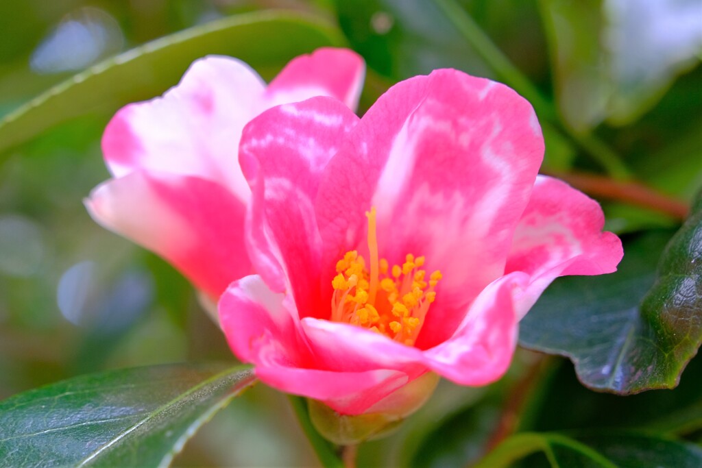 散歩の途中で。⑧