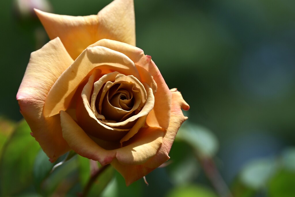 薔薇-2