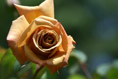 薔薇-2
