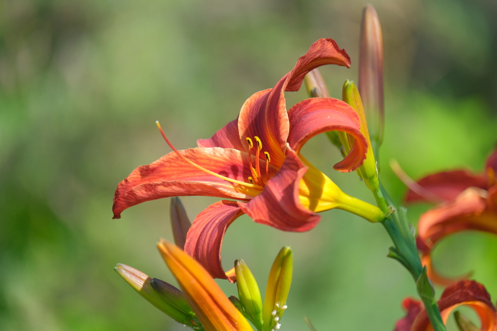 散歩の途中で。