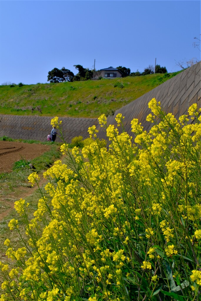 散歩の途中で。⑤