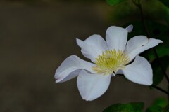 散歩の途中で。13