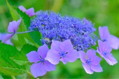 あじさい（３）