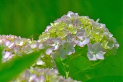 紫陽花（５）