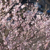 梅