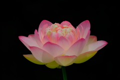 散歩の途中で。1