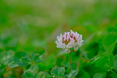 散歩の途中で。Ⅳ