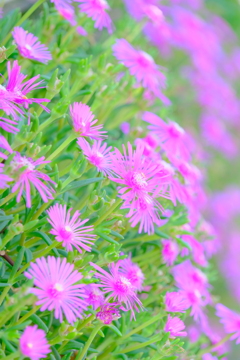 散歩の途中で。Ⅳ