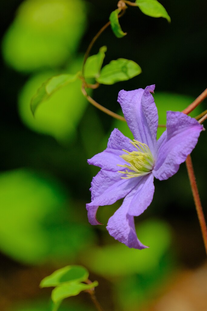 散歩の途中で。⑤