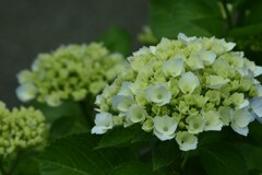 紫陽花