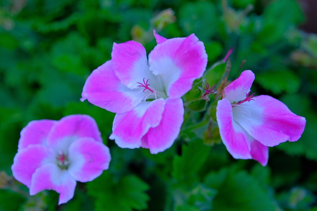 散歩の途中で。8