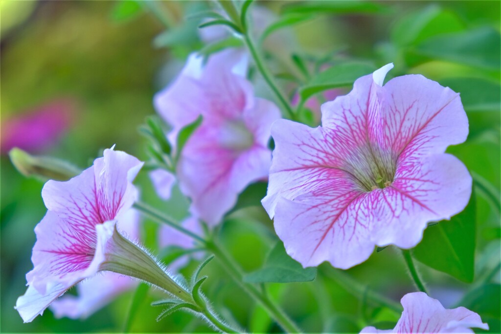 散歩の途中で。⑥