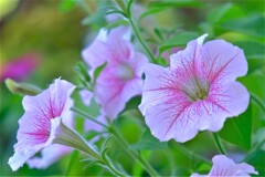 散歩の途中で。⑥