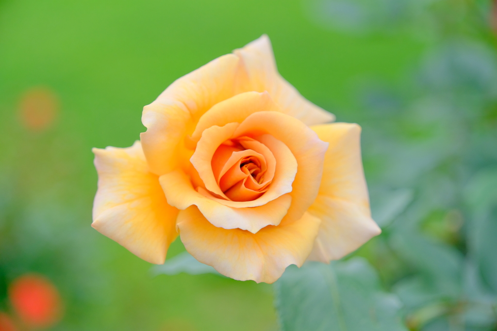 散歩の途中で。⑤