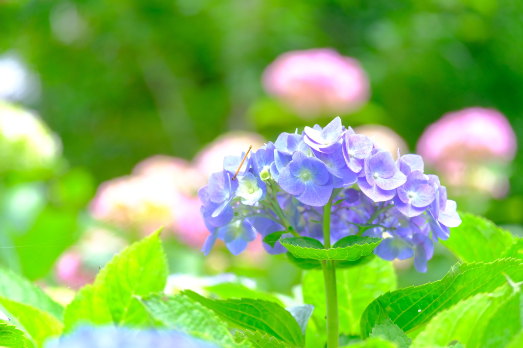 あじさい