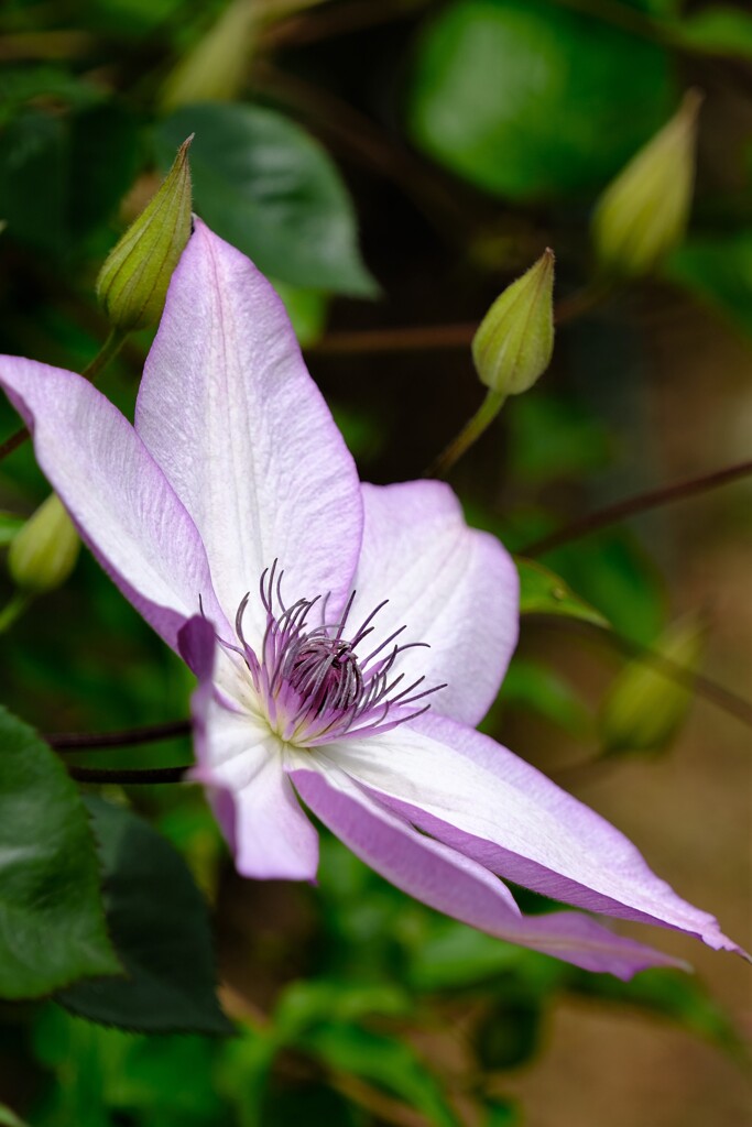 散歩の途中で。⑨
