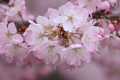 桜-4
