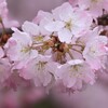 桜-4