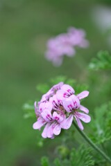 散歩の途中で。9