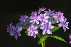 散歩の途中で。