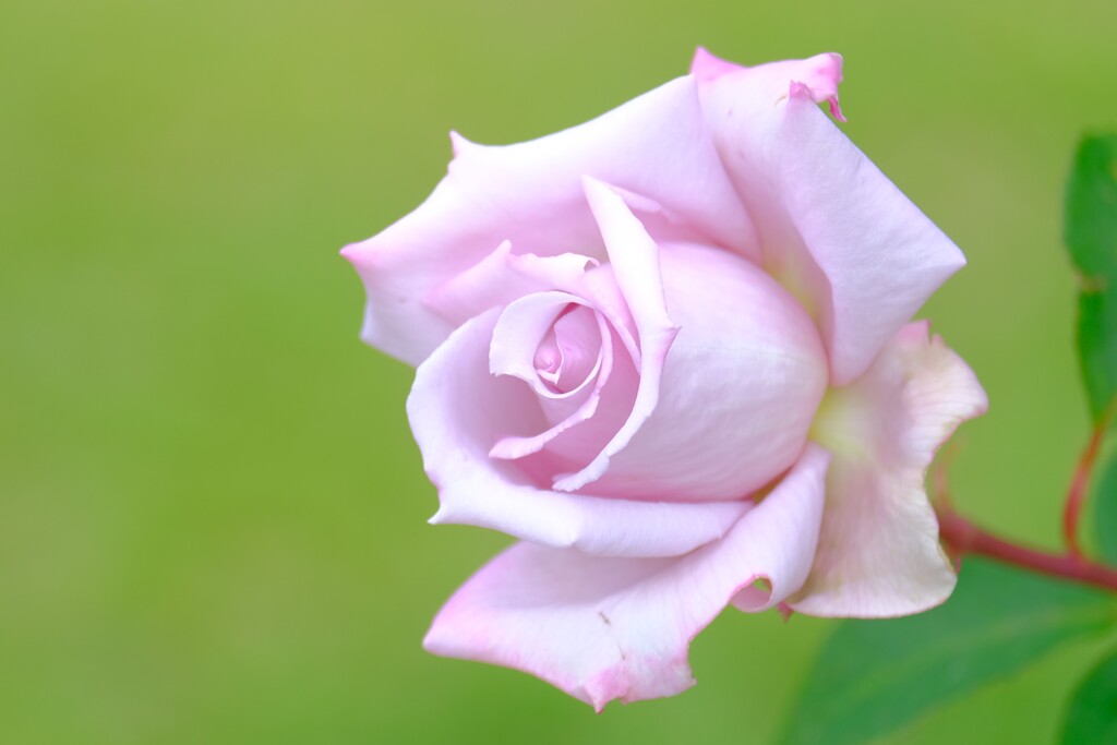 散歩の途中で。（１０）