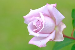 散歩の途中で。（１０）