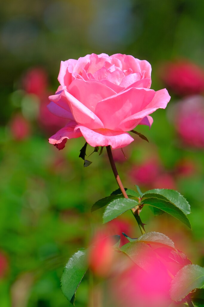 散歩の途中で。１