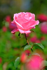 散歩の途中で。１