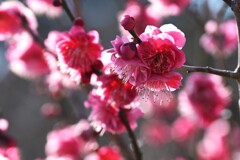 梅-2