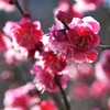 梅-2