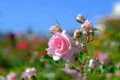 散歩の途中で。④