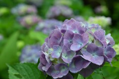 紫陽花-2